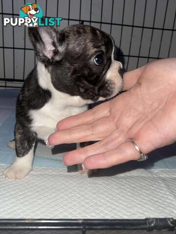 Purr Breed French Bulldog Puppies