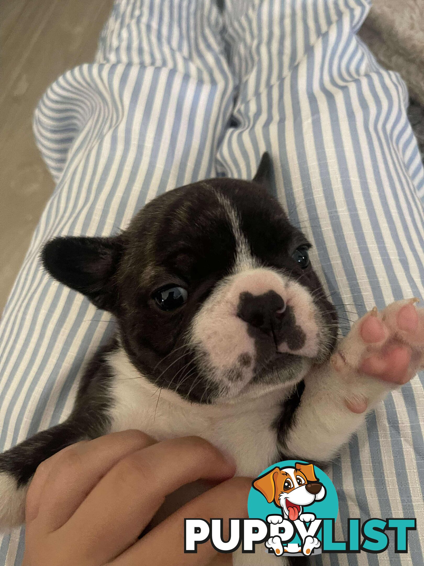 Purr Breed French Bulldog Puppies