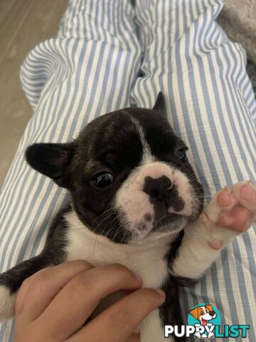 Purr Breed French Bulldog Puppies