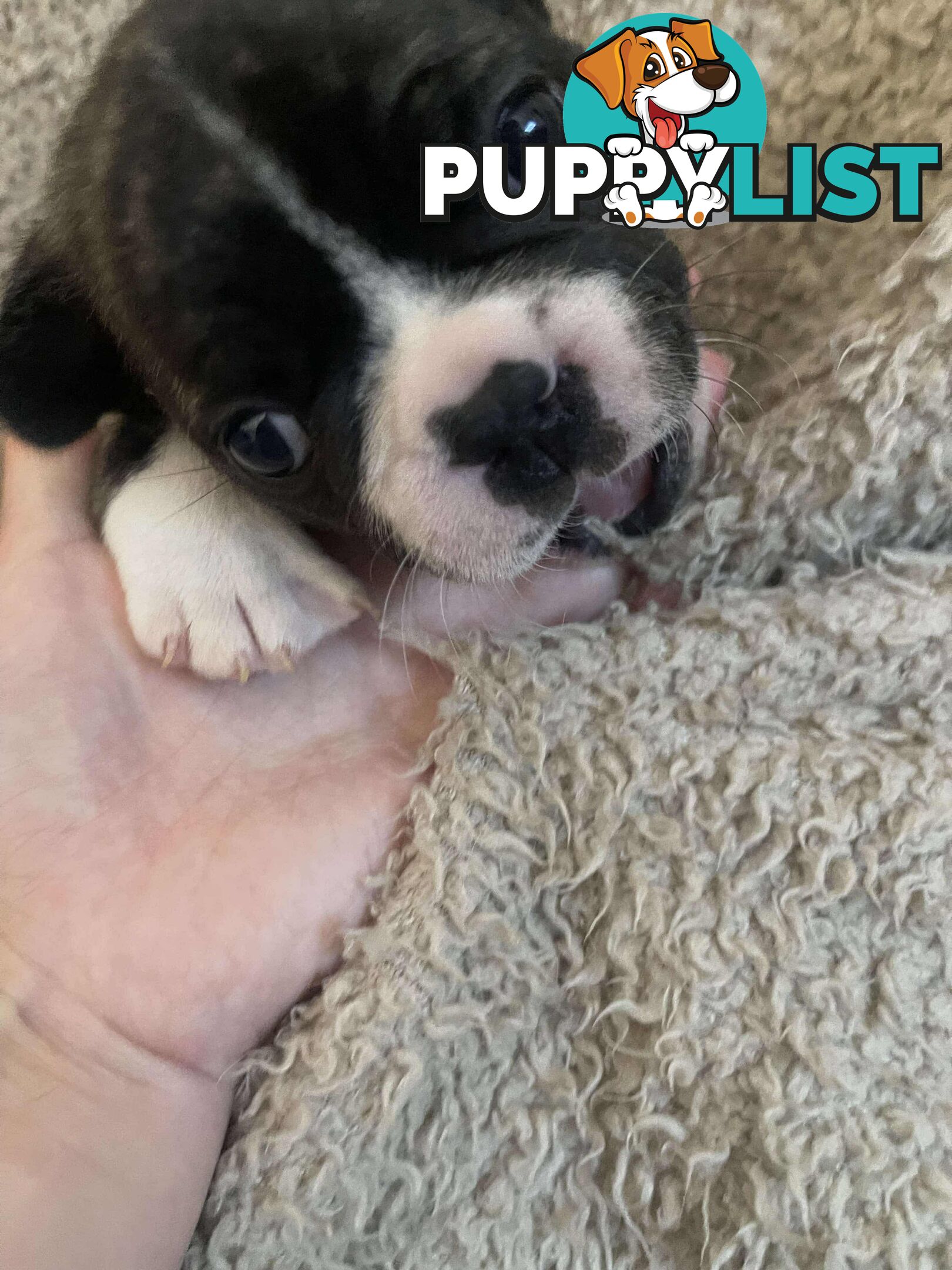 Purr Breed French Bulldog Puppies