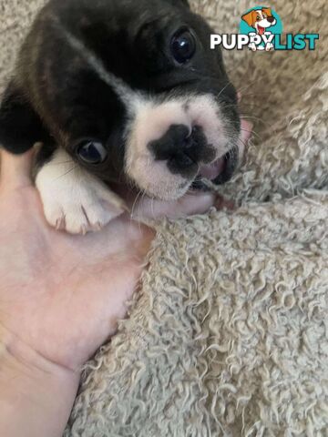 Purr Breed French Bulldog Puppies