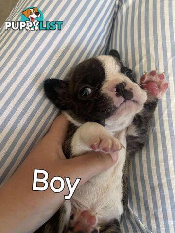 Purr Breed French Bulldog Puppies