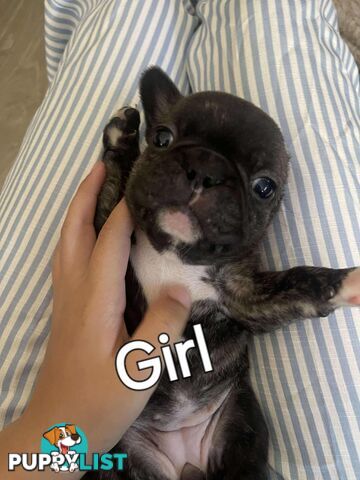 Purr Breed French Bulldog Puppies