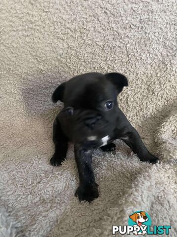 Purr Breed French Bulldog Puppies