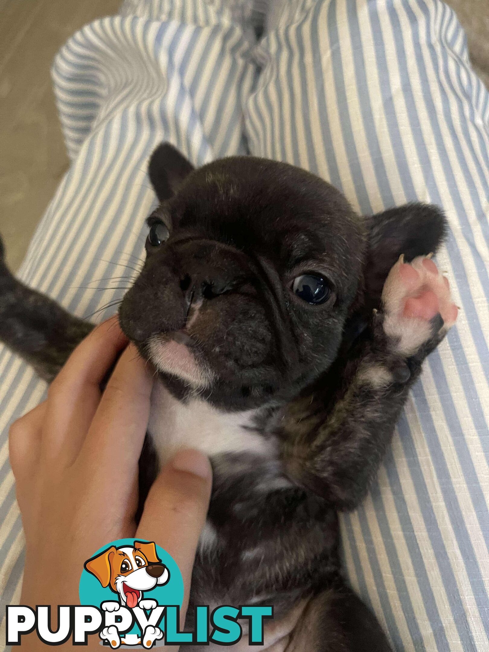 Purr Breed French Bulldog Puppies