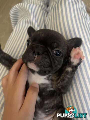 Purr Breed French Bulldog Puppies