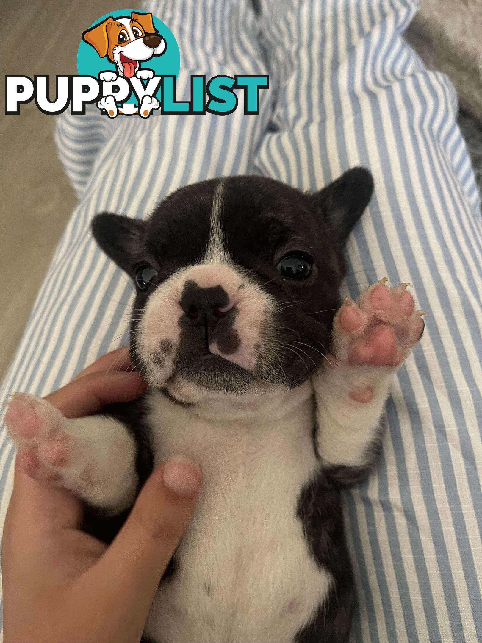 Purr Breed French Bulldog Puppies