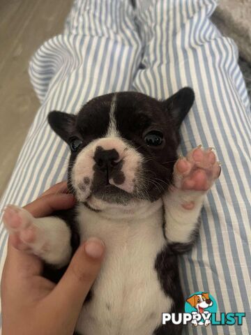 Purr Breed French Bulldog Puppies