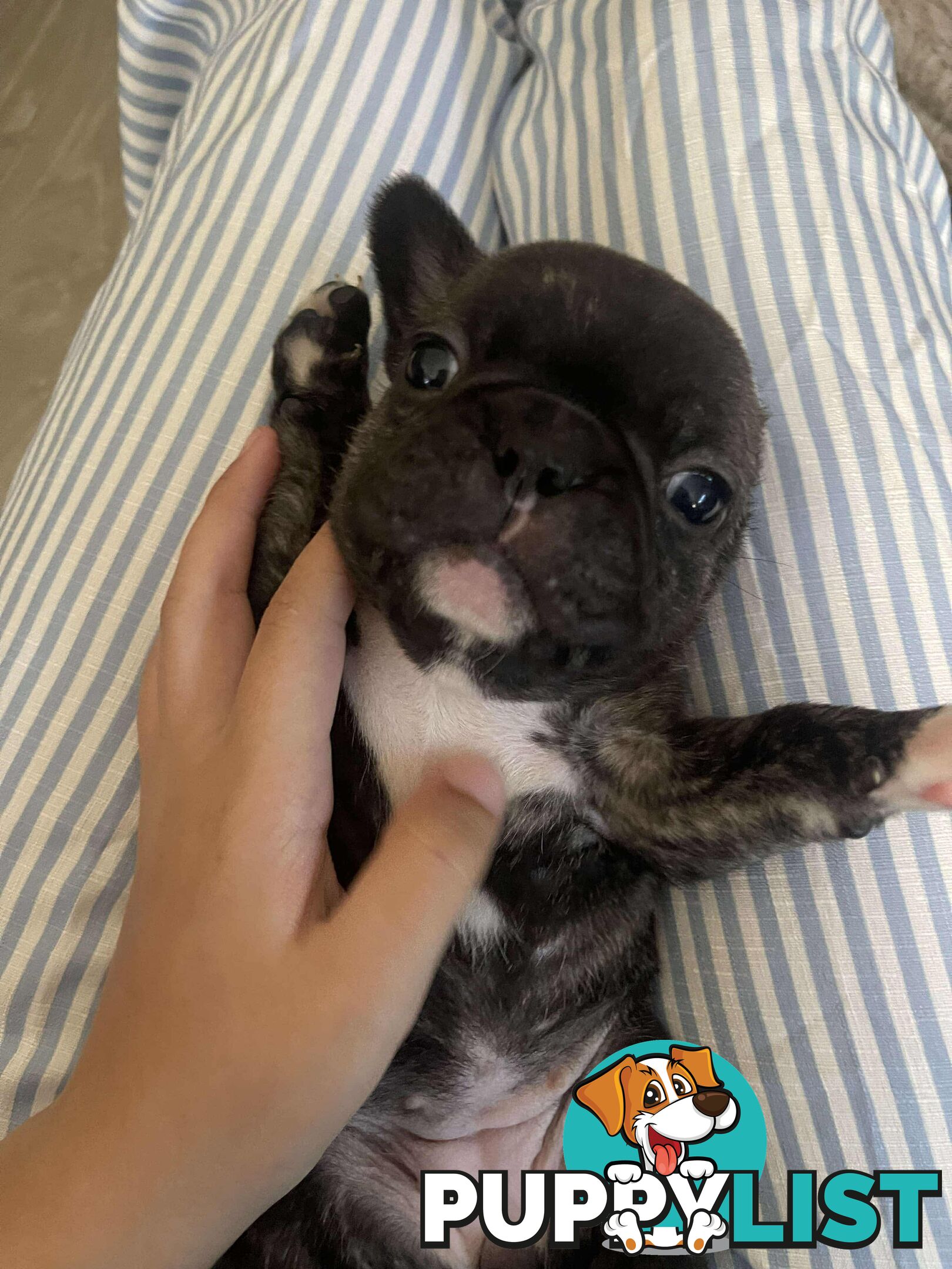 Purr Breed French Bulldog Puppies