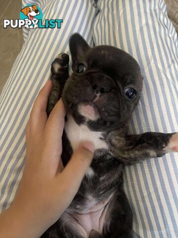 Purr Breed French Bulldog Puppies