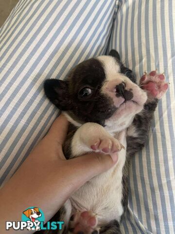 Purr Breed French Bulldog Puppies