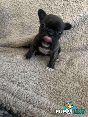 Purr Breed French Bulldog Puppies