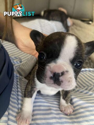 Purr Breed French Bulldog Puppies