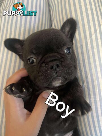 Purr Breed French Bulldog Puppies