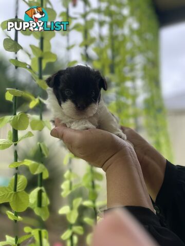 Adorable Maltese Shitzu’s