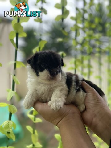 Adorable Maltese Shitzu’s