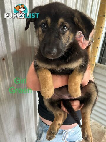 German Shepherd Puppies