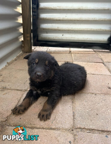 German Shepherd Puppies