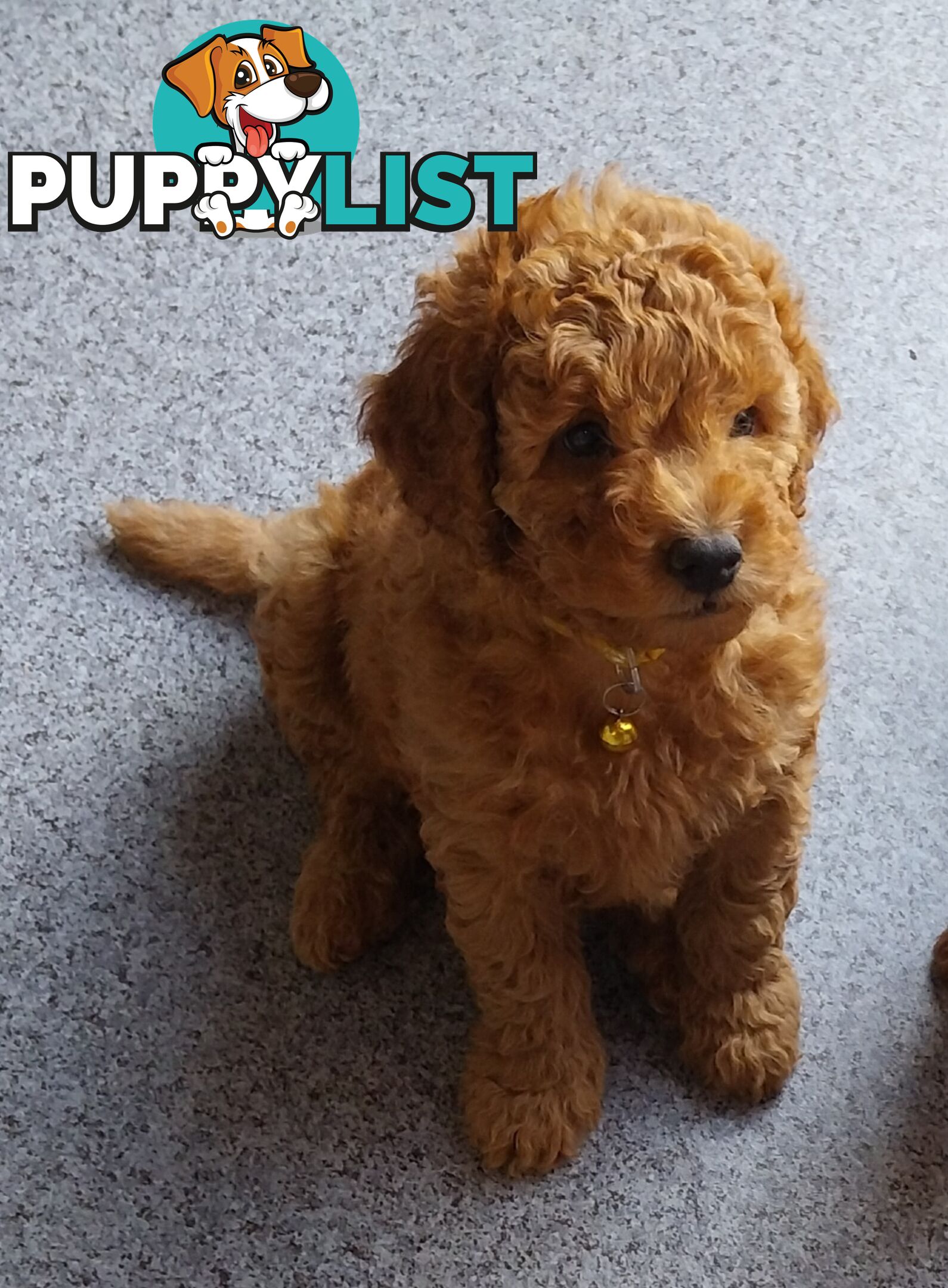 F1B Spoodle Puppies- DNA Clear- Rightpaw Verified Breeder