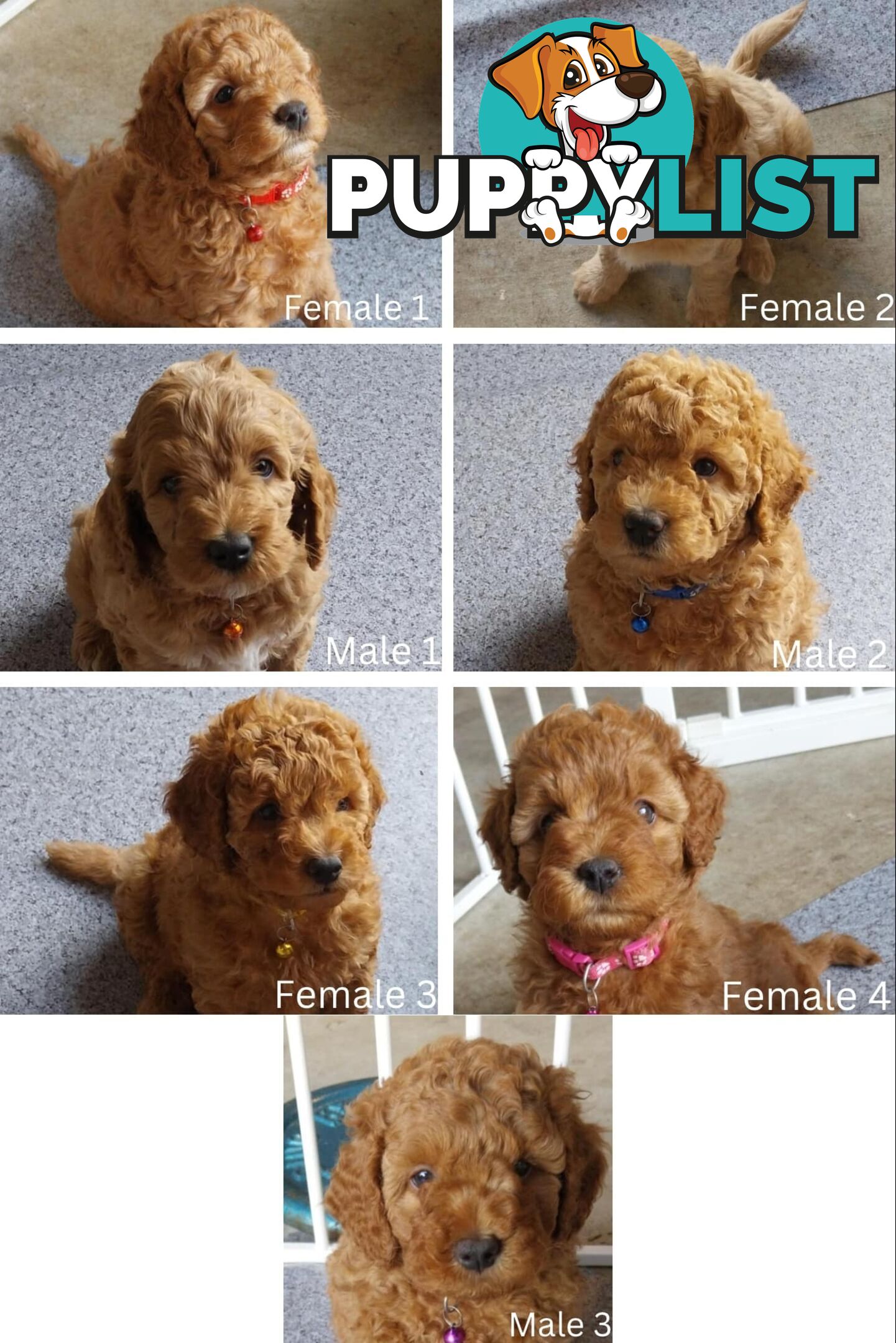 F1B Spoodle Puppies- DNA Clear- Rightpaw Verified Breeder