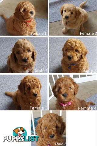 F1B Spoodle Puppies- DNA Clear- Rightpaw Verified Breeder