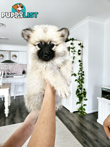 Gorgeous Spitz x Aussie Pom Pups ❤️ Ready to be homed this week!