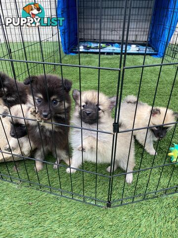 Gorgeous Spitz x Aussie Pom Pups ❤️ Ready to be homed this week!