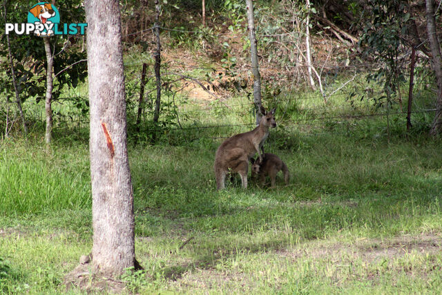 BELLMERE QLD 4510