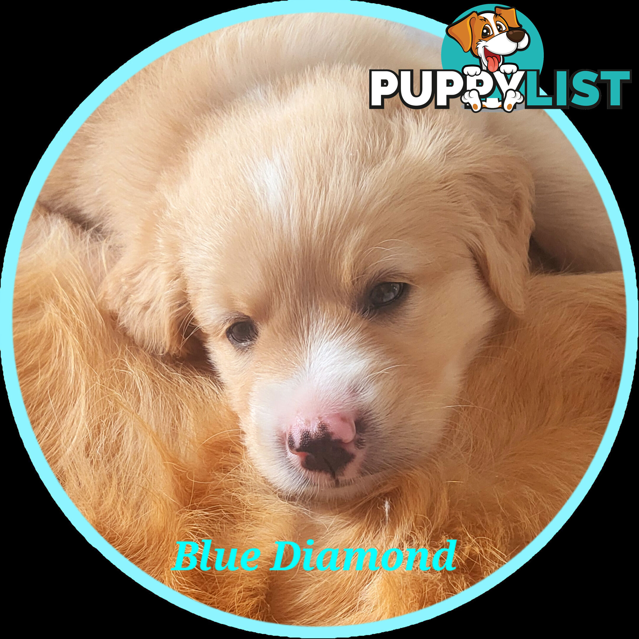 Beautiful Golden Retriever X Border Collie