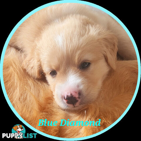 Beautiful Golden Retriever X Border Collie
