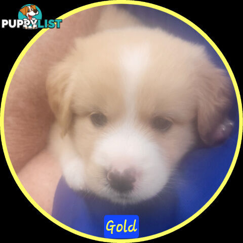 Beautiful Golden Retriever X Border Collie