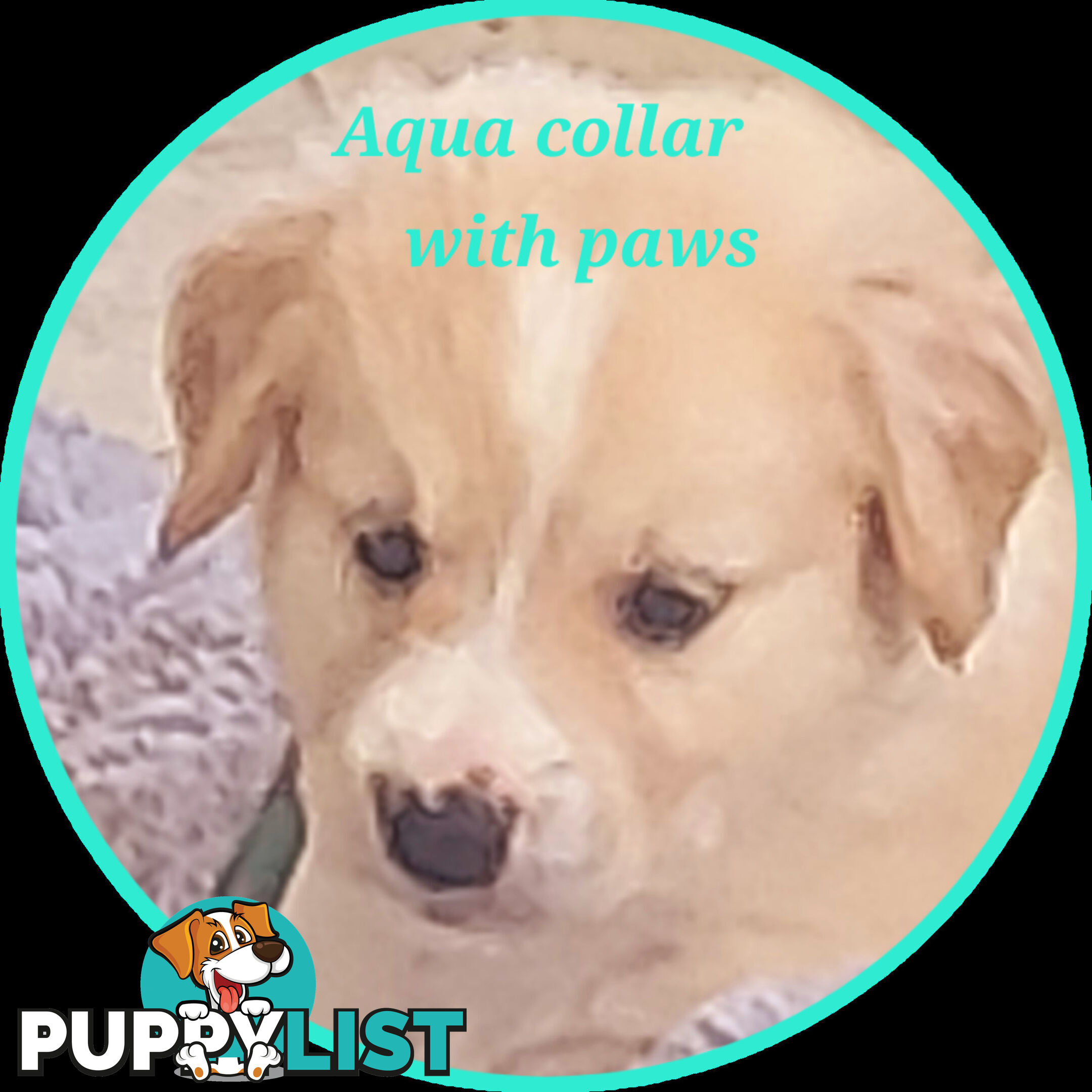Beautiful Golden Retriever X Border Collie