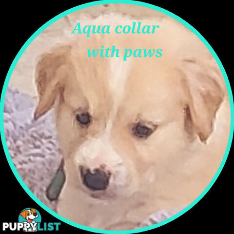 Beautiful Golden Retriever X Border Collie