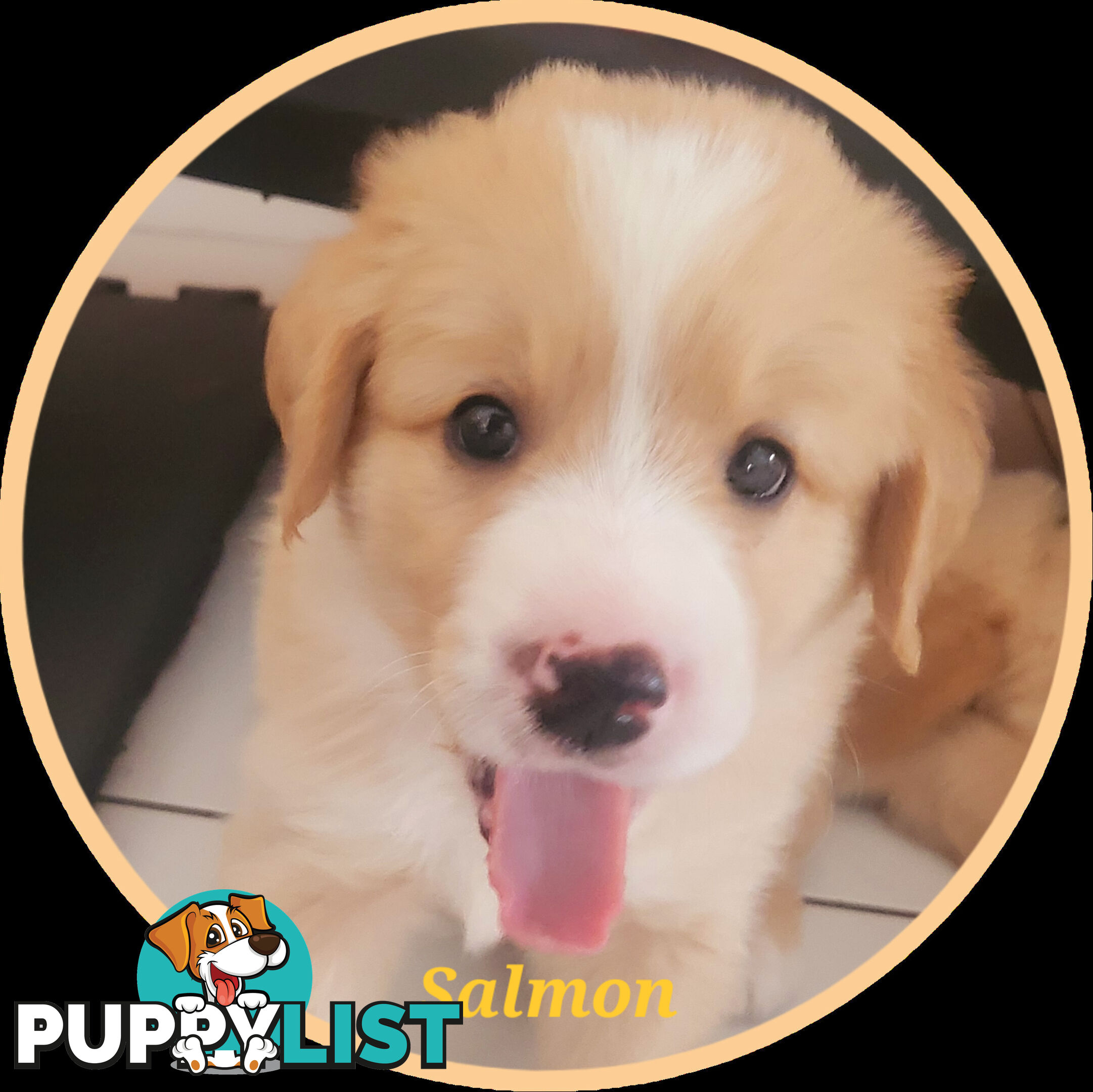 Beautiful Golden Retriever X Border Collie