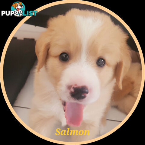 Beautiful Golden Retriever X Border Collie