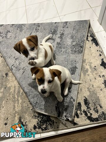 Jack Russell Pups