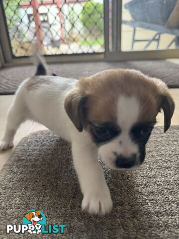 Jack Russell x puppies