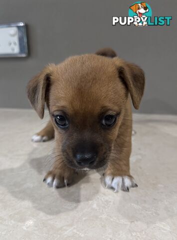 Jack Russell x puppies