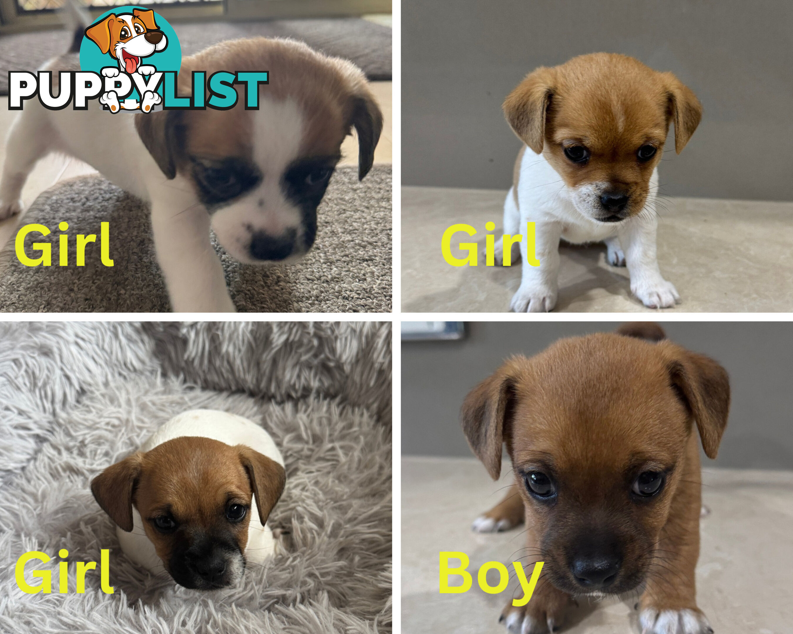 Jack Russell x puppies