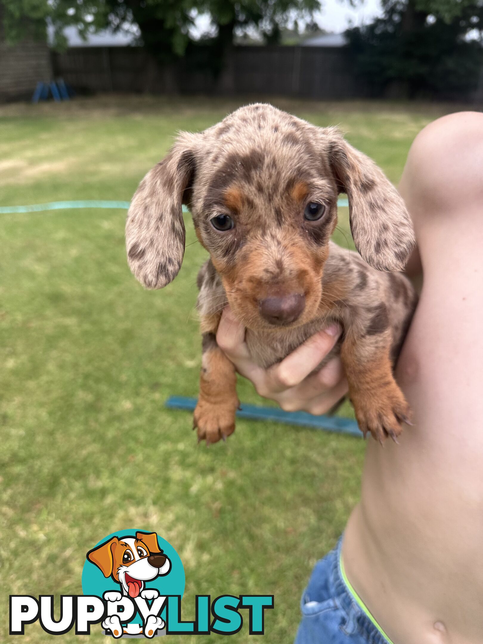 Mini Dachshund Pups 4 Sale