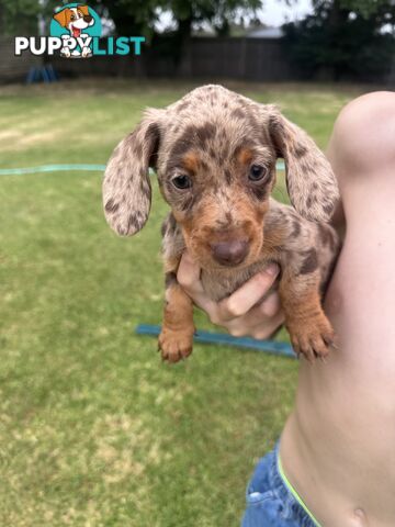 Mini Dachshund Pups 4 Sale