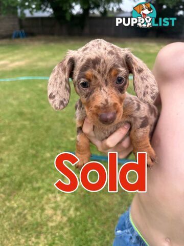 Mini Dachshund Pups 4 Sale