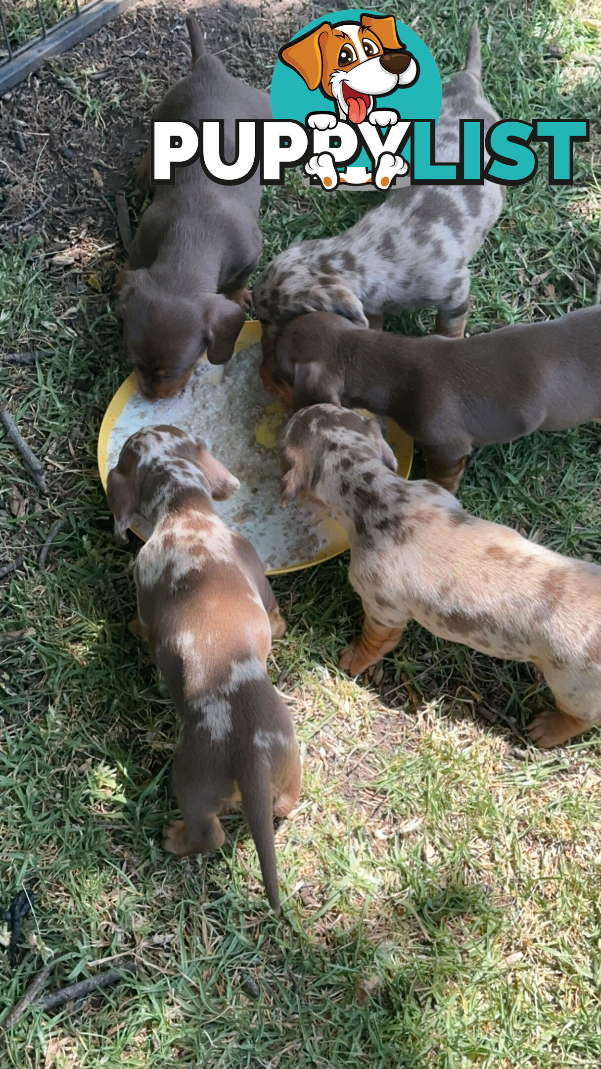 Mini Dachshund Pups 4 Sale