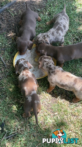 Mini Dachshund Pups 4 Sale