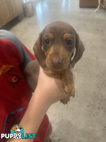 Mini Dachshund Pups 4 Sale