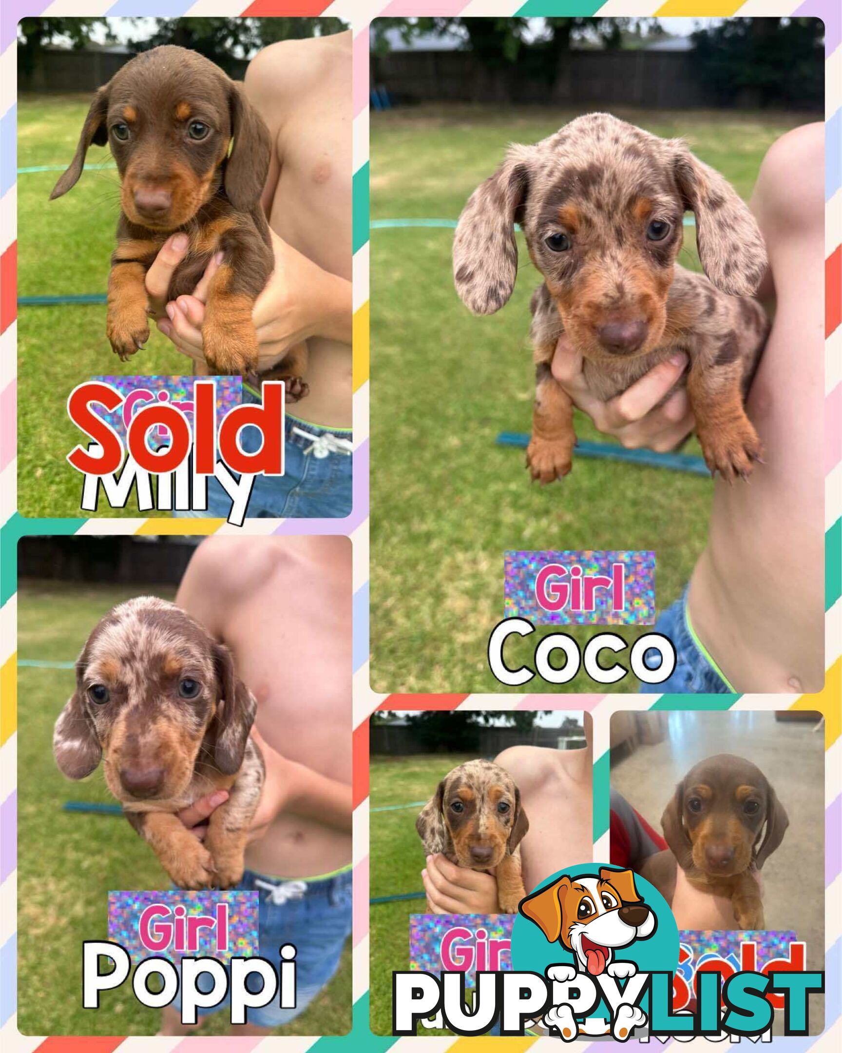 Mini Dachshund Pups 4 Sale