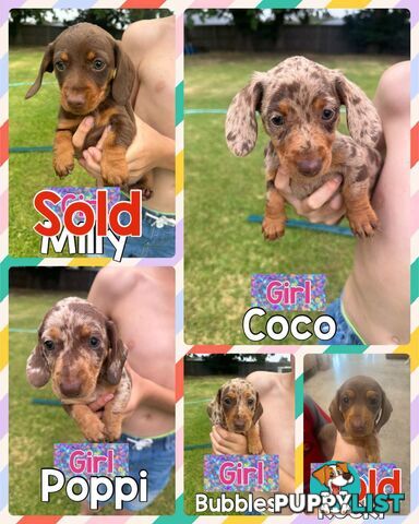 Mini Dachshund Pups 4 Sale