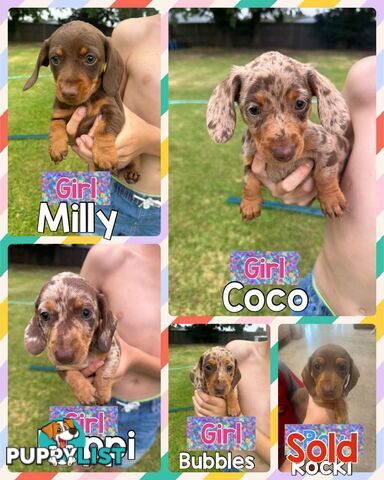 Mini Dachshund Pups 4 Sale