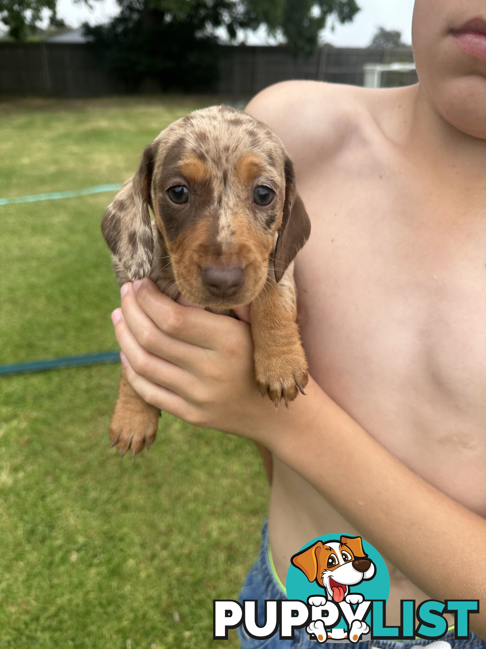 Mini Dachshund Pups 4 Sale