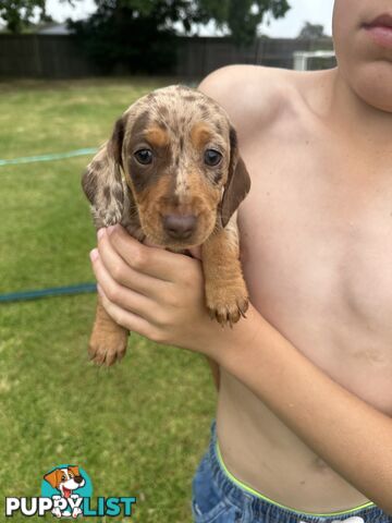 Mini Dachshund Pups 4 Sale